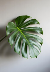 fresh green leaf