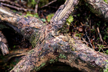 生命力あふれる木の根と苔