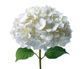Close-up of a lush white hydrangea