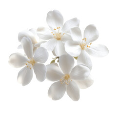 Fototapeta premium Close up of delicate white jasmine flowers blooming against a stark transparent background