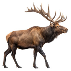 Majestic elk with large antlers isolated on transparent background, side view