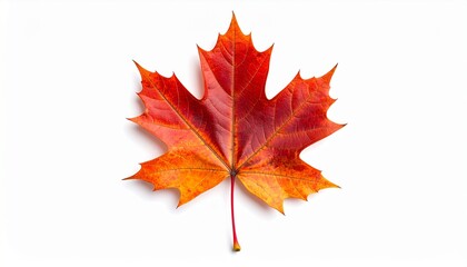 Isolated on white, a vibrant red maple leaf showcases the colors of autumn