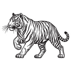 tiger prowling forward, a stunning illustration for impactful designs