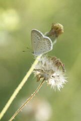 Close-up of a small pale blue butterfly from the Lycaenidae family perched on a dried wildflower with a soft green background in natural sunlight.
