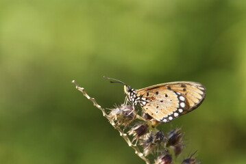 Close-up of a tawny coster butterfly (Acraea terpsichore) perched on dried wildflowers with a soft green background in natural sunlight.