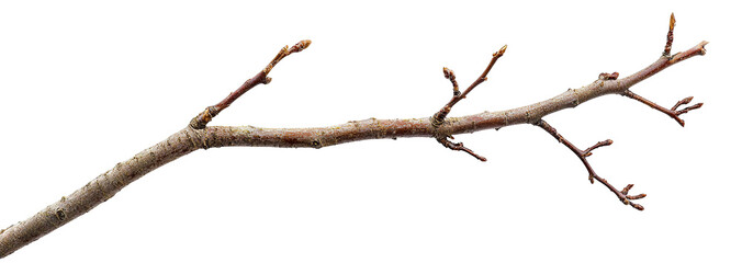 Dry bare tree branch, isolated on transparent cutout background
