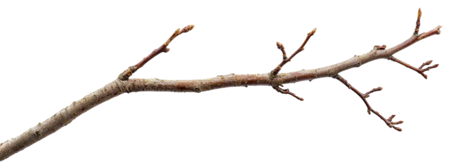 Dry bare tree branch, isolated on transparent cutout background
