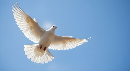 Obraz premium White Dove in Flight Against Clear Blue Sky Representing Peace and Non-Violence