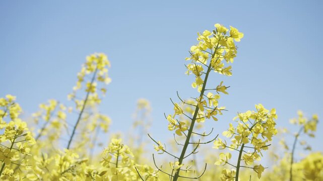 A static, low-angle shot captures bright yellow rapeseed flowers gently swaying in the wind. The vibrant crop stands out against a clear, endless blue sky on a sunny day.