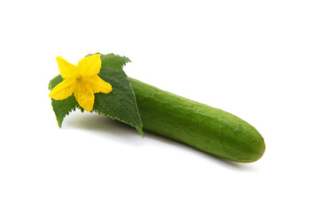 Fresh ripe whole green cucumber with leaf and yellow flower isolated on white