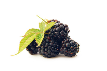 Blackberries fruits in group with leaves closed up isolated on white