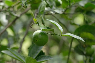 Bushy green lime fruits on a lime tree