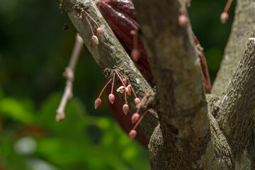 White cocoa flowers are attached to the cocoa trunk.