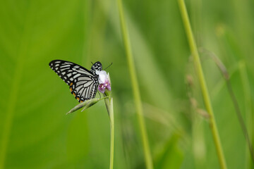 A Common Mormon Butterfly perched on a beautiful natural background