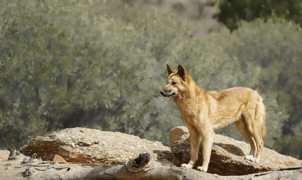 Close up of a Australian dingo standing on a large rock