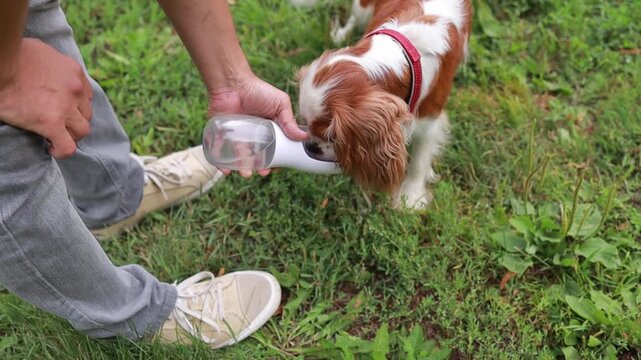 A dog drinks fresh water from a special water bottle outdoors during a walk with its owner in hot weather. Concept: pet store, animal care.
