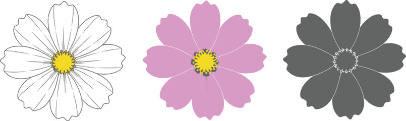 Illustration of three cosmos flowers in different color variations shown