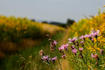Polna droga o poranku © Studio Roslyn