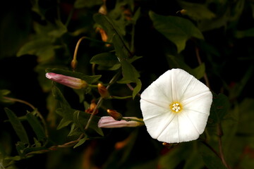 Powój trójbarwny o poranku © Studio Roslyn