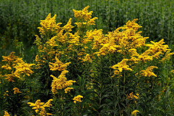 Nawłoć na polnej drodze © Studio Roslyn