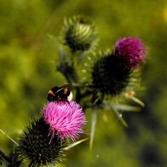 Trzmiel na śniadaniu © Studio Roslyn