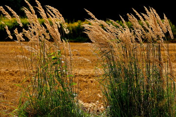 Trzcinnik w sierpniu © Studio Roslyn