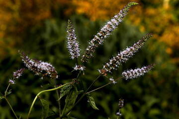 Mięta o zmroku © Studio Roslyn