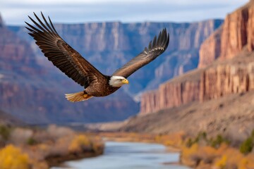 Naklejka premium Bald eagle soaring over canyon river landscape in autumn