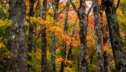 Numerous tree trunks with colorful autumn leaves fill the frame.