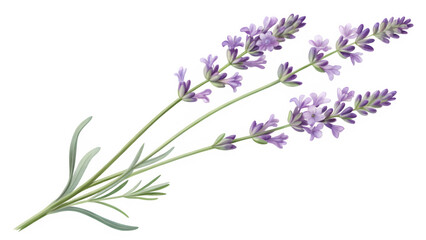 Fototapeta premium Sprigs of lavender with purple flowers isolated on transparent background