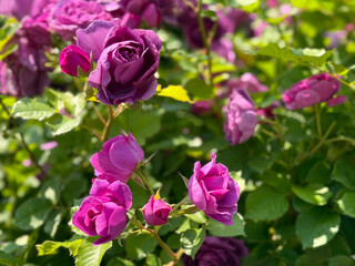 Tender pink roses in garden.