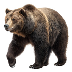 Grizzly bear walking isolated on transparent background, a majestic creature of nature