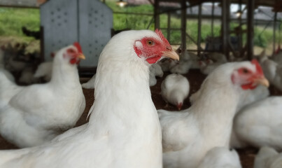 Close up Hen on a breeding farm
