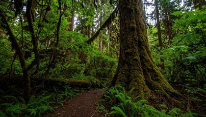 Obraz premium A moss-covered tree stands beside a dirt path winding through a lush, green forest.