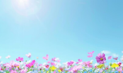 Fototapeta premium Vibrant wildflower meadow under a clear blue sky sunny summer floral field