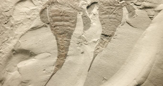 Sea Scorpion Fossils
