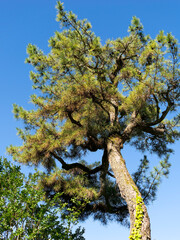 見上げる松の木と青空