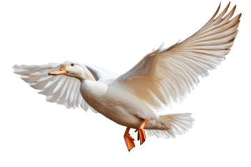 Arafed duck soaring gracefully in the air with its wings spread wide during a sunny day in a natural habitat