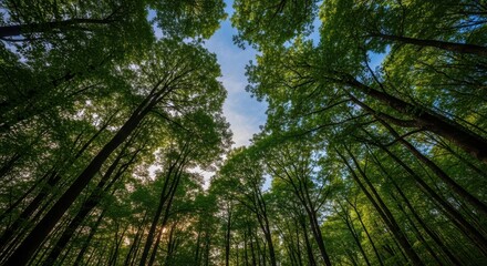 Obraz premium Upward view of tall forest trees