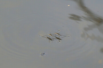 Water skaters swim and rest on the surface of the water