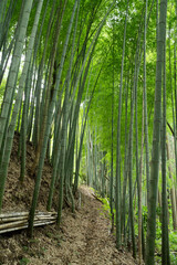 竹林の小径