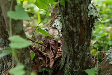 木の陰にひそむニホンアマガエル