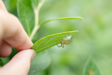 卵を守るササグモのお母さん