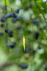 ブルーベリー園で見つけたシロオビトリノフンダマシの卵のう