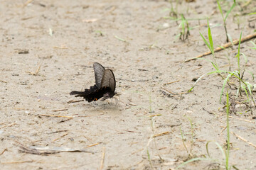 湿った土から水分補給するクロアゲハ