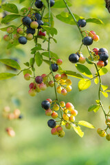 熟すにつれて、緑、赤、青紫色へと変化するカラフルなブルーベリーの実