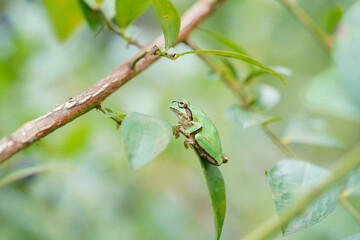 ブルーベリーの葉に乗るニホンアマガエル