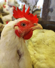 Close up Chicken Hen, reeady for breeding