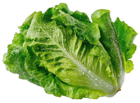 Fresh, vibrant head of crisp lettuce, water droplets