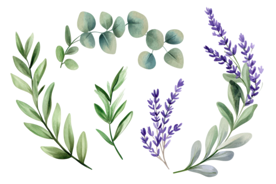 Watercolor artwork featuring delicate eucalyptus leaves and lavender flowers arranged gracefully in an organic composition